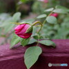 可愛い薔薇