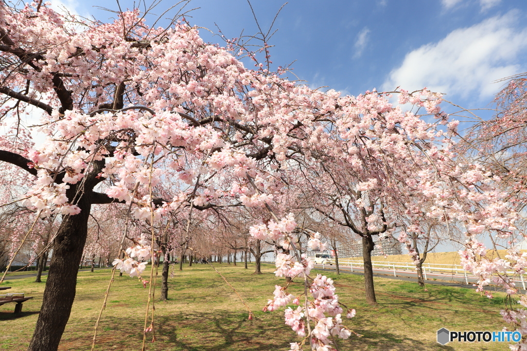 しだれ桜