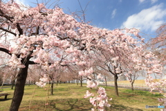 しだれ桜