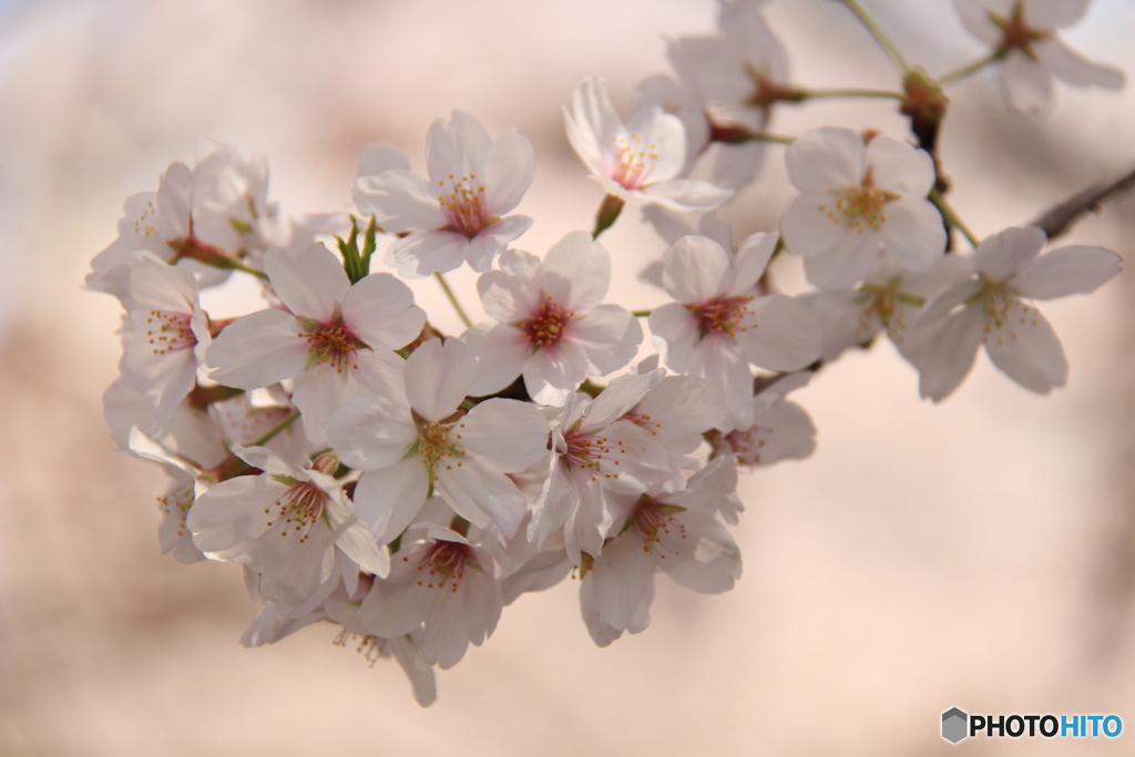桜