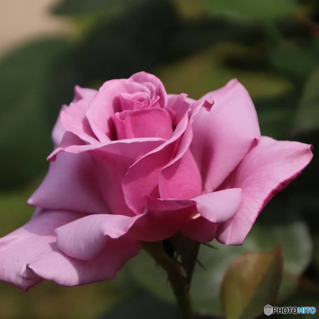 薔薇が咲いた〜♪