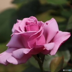 薔薇が咲いた〜♪