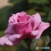薔薇が咲いた〜♪