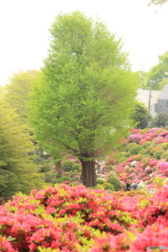 つつじ