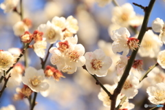 梅の花