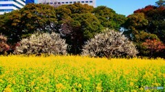 菜の花の先に