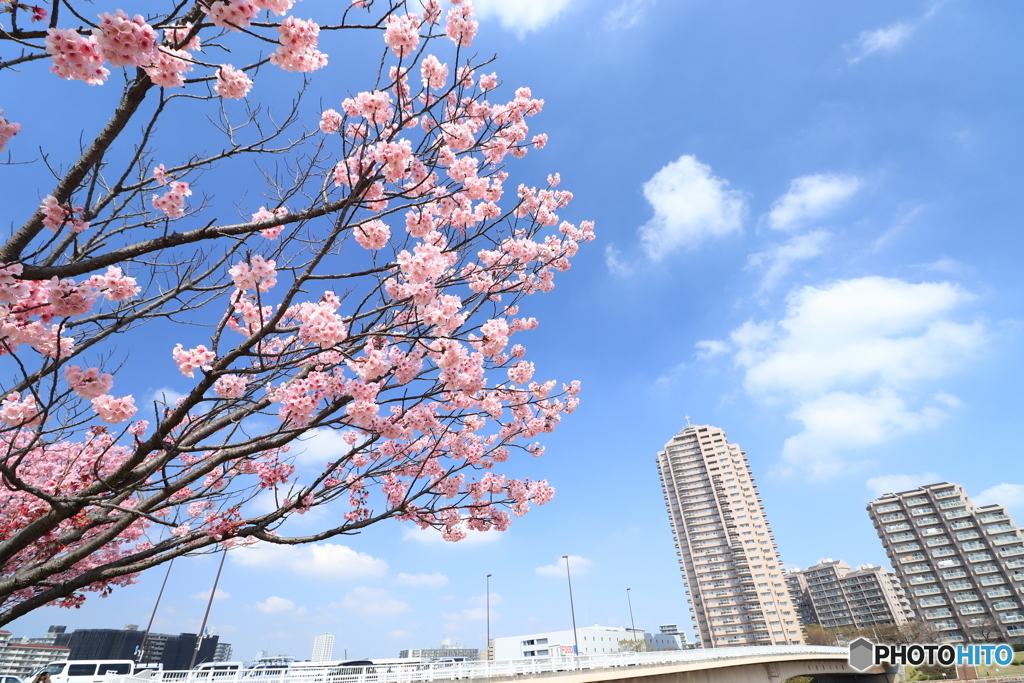 青空と桜