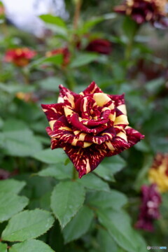 不思議な薔薇