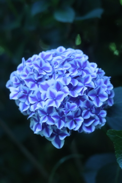 紫陽花
