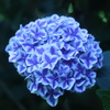 紫陽花