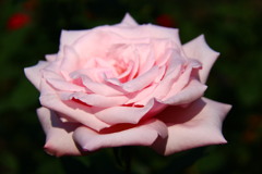 薔薇