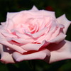 薔薇