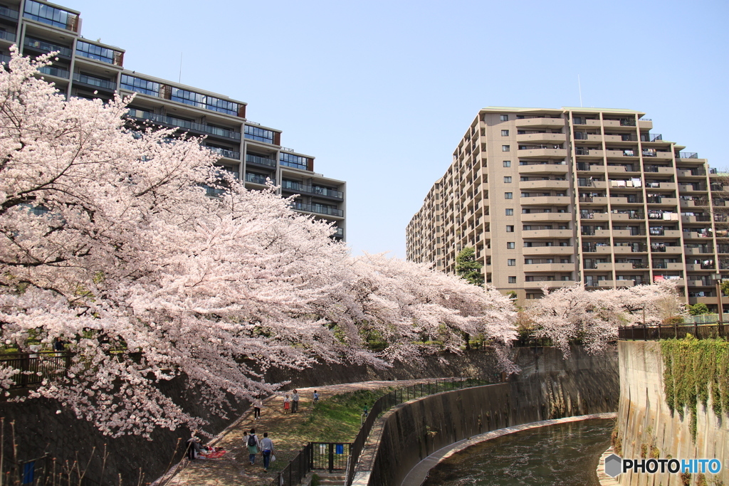 桜