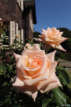 秋の薔薇