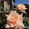 秋の薔薇