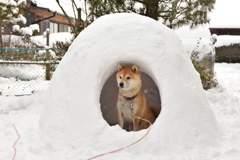 新しい家だよ