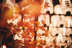 偽紅葉