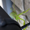 カマキリ