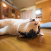 飼い猫／アリスさん