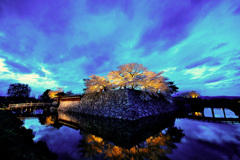 長野市　松代城　桜のライトアップ