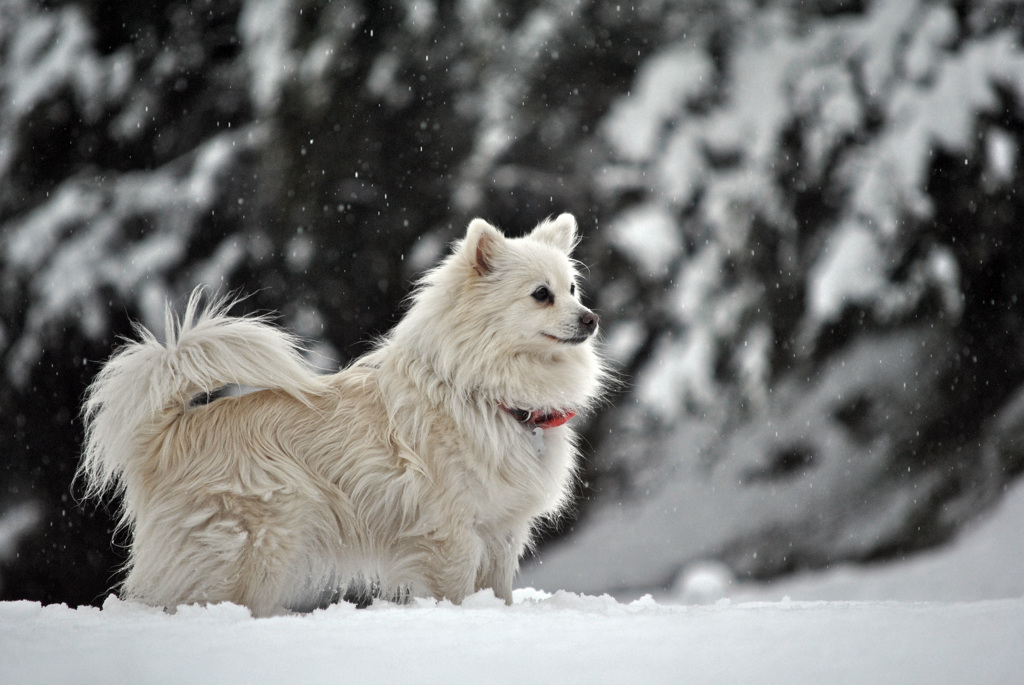 雪原と白犬