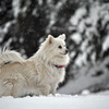 雪原と白犬