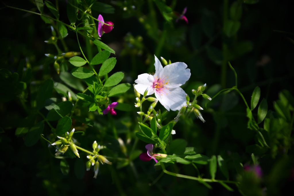 DSC_1959
