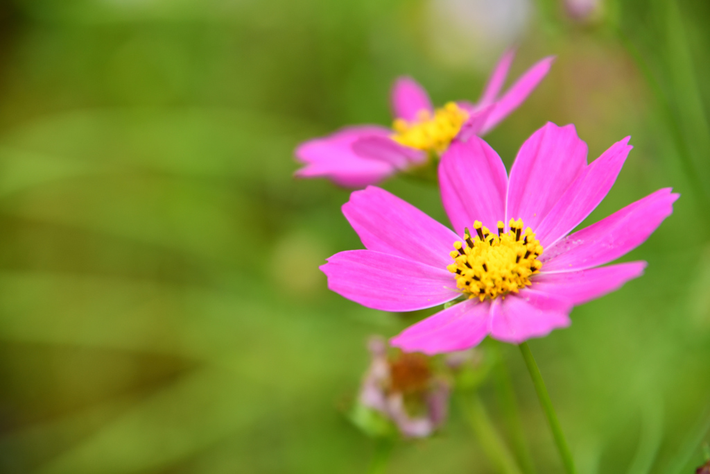 花飾り