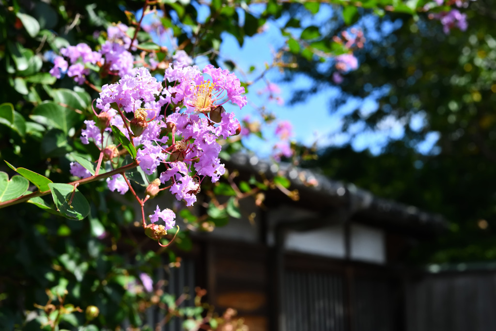 氷菓