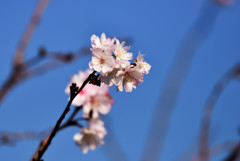 十月桜