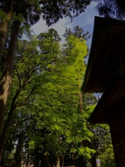 聖域