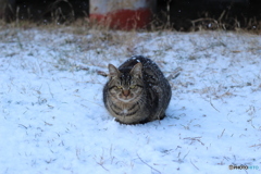 雪の中の毛玉