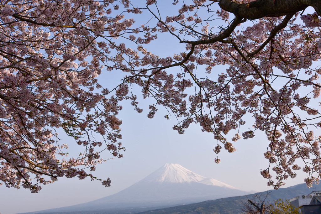 富士山と桜