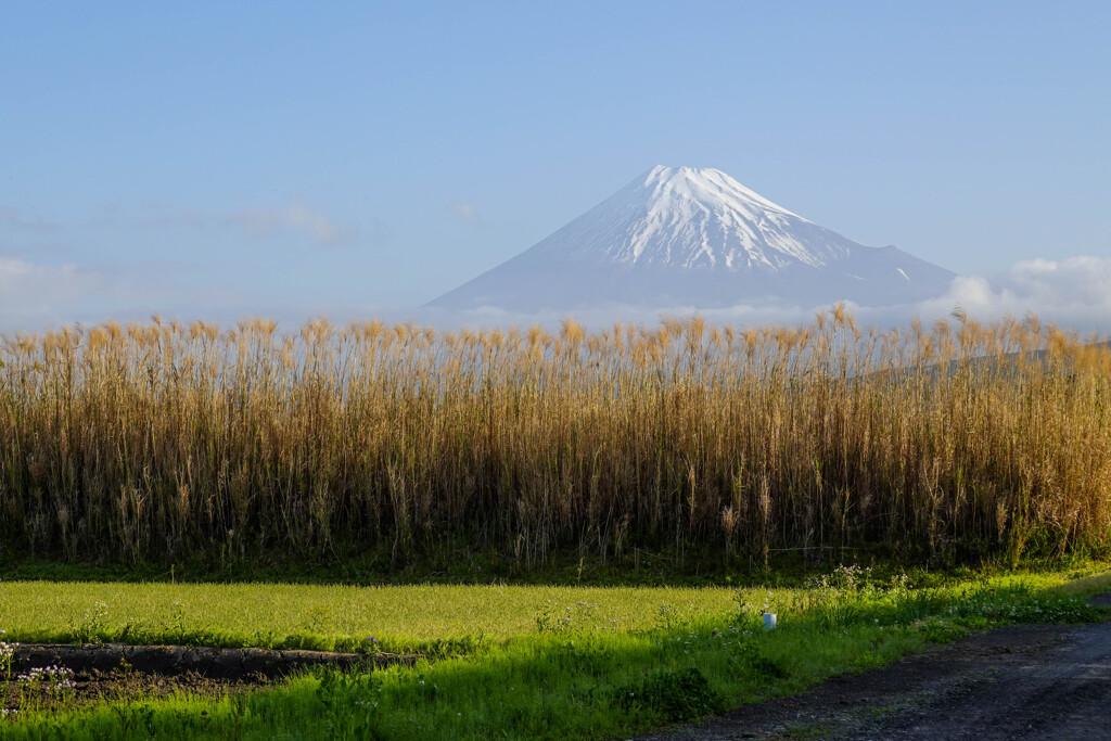 富士山