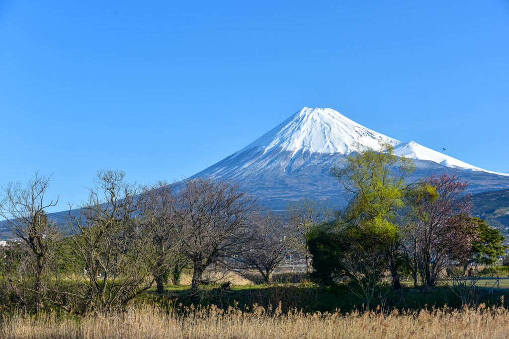 若葉と富士山