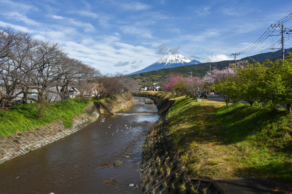 待ち遠しい桜