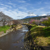 待ち遠しい桜