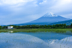 今朝の富士山