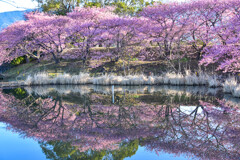 桜・桜・桜