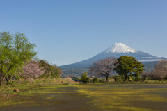 公園から見える富士山