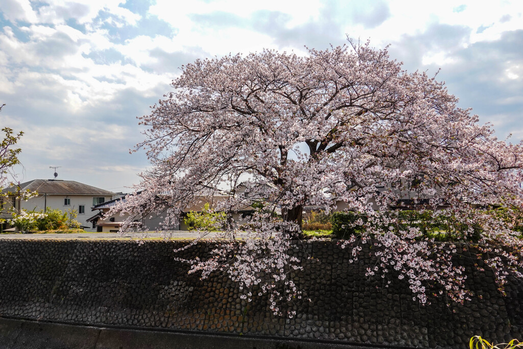 堤の桜