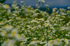 ヒメジョンがいっぱい