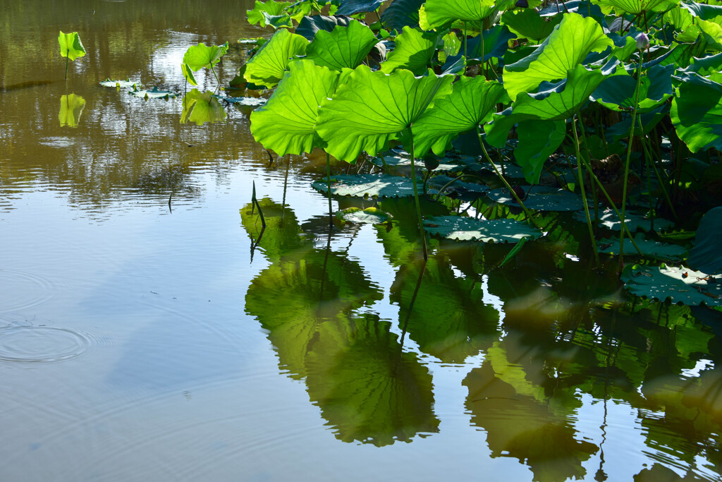 朝の陽ざしを透かして