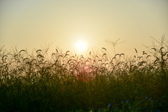 草原からおはよ～♪