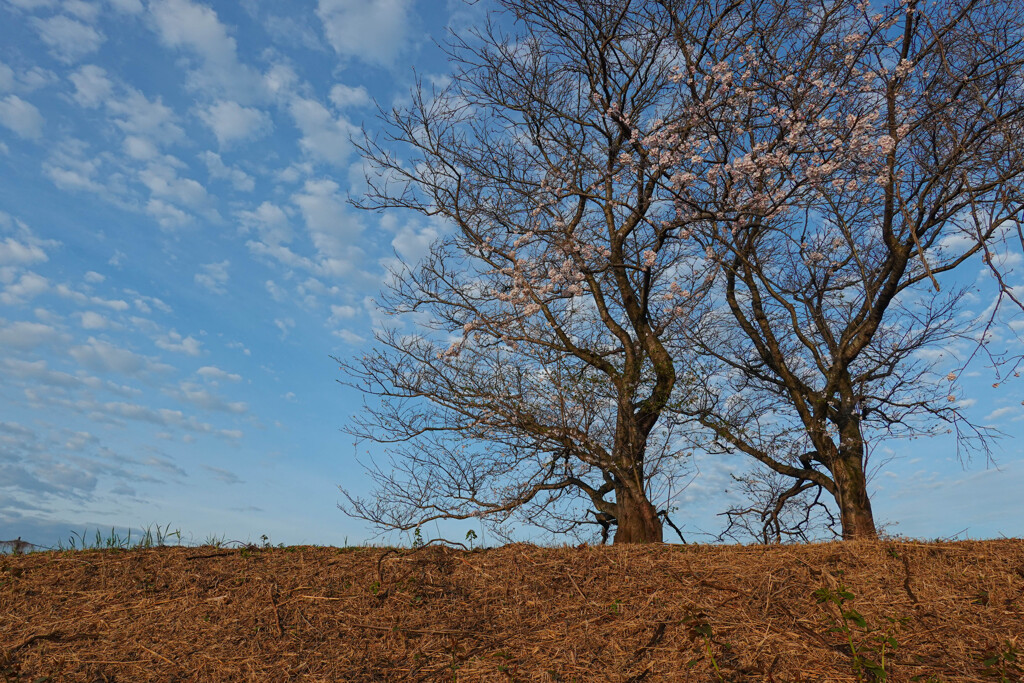 ちらほら桜