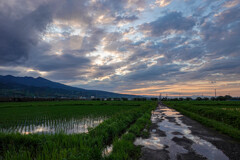 雨あがりの朝散歩