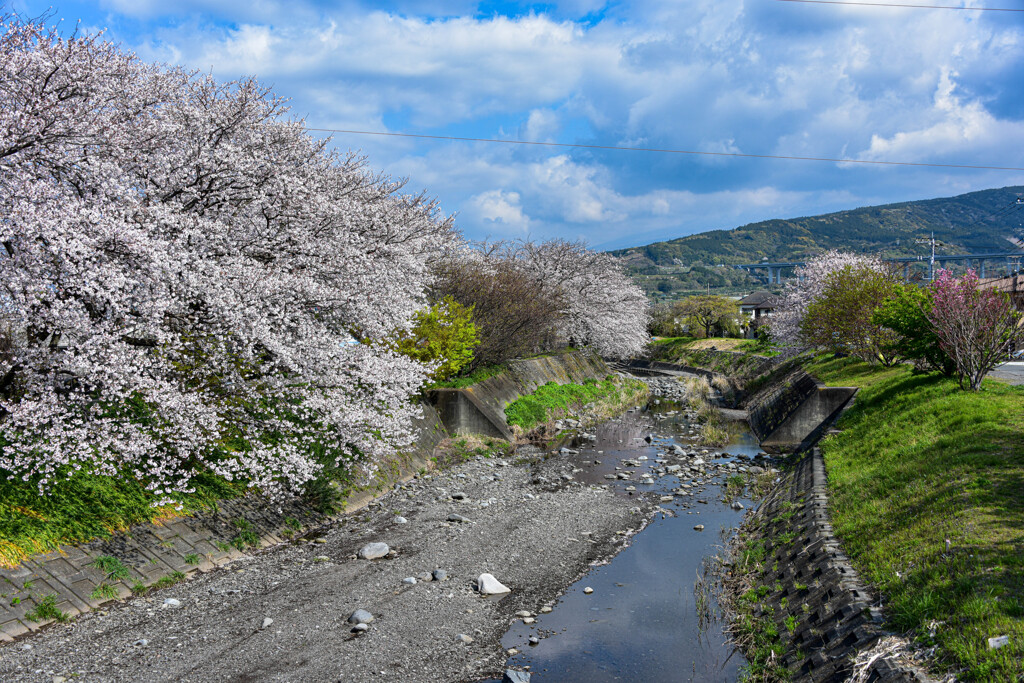 少し前の桜