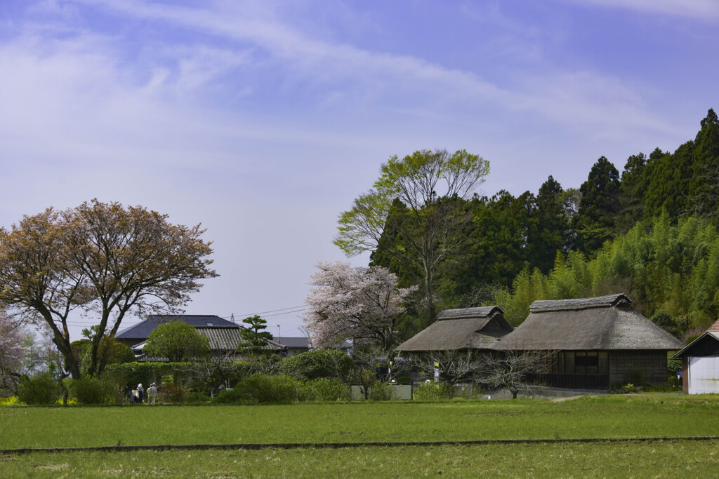 長閑な春の日
