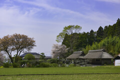長閑な春の日