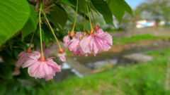 桜のボンボン